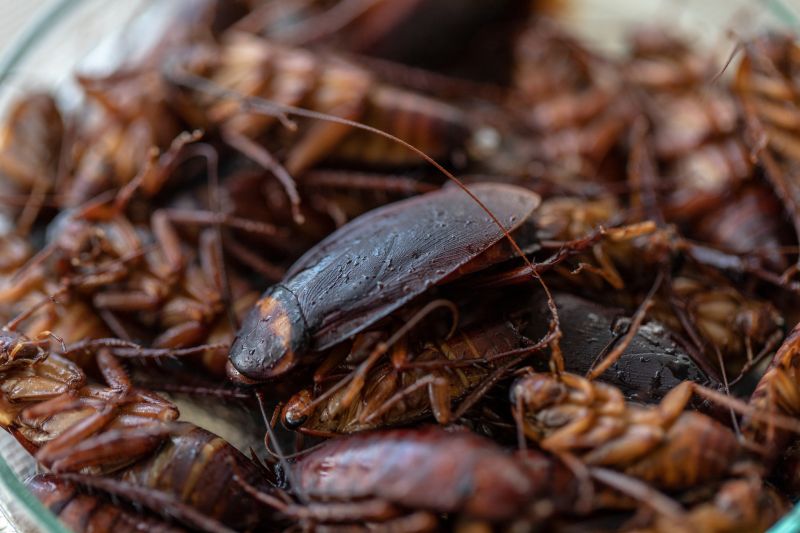 Roach Control