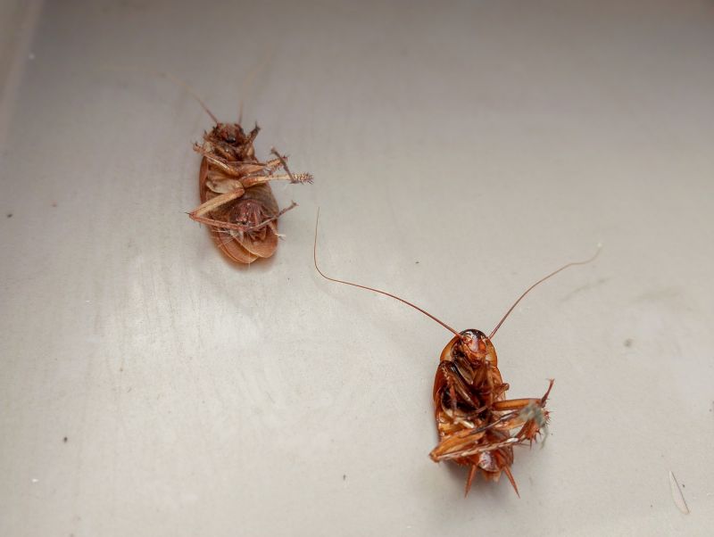 Roach Control