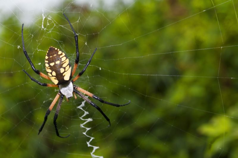 Spider Control In Jacksonville