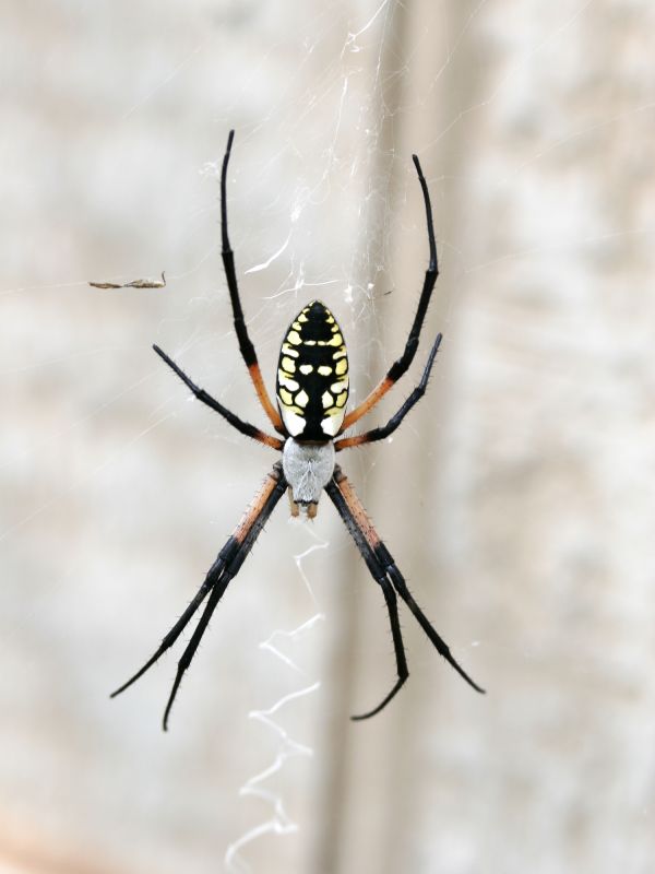 Spider Pest Control
