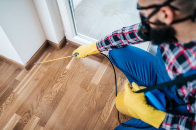 Spider Pest Control