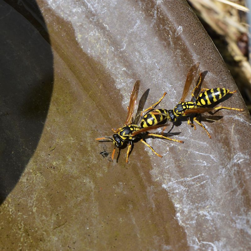 Stinging Insects Pest Control