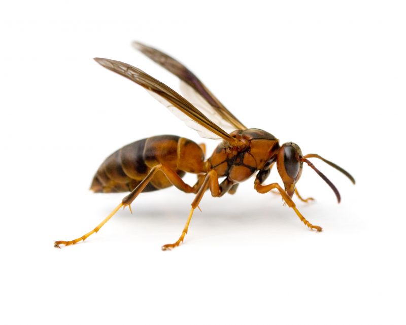 Stinging Insects Pest Control