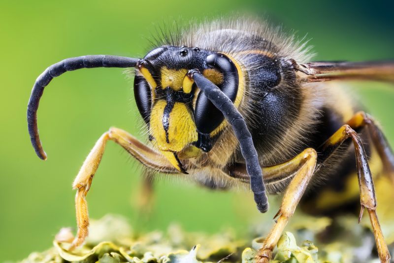 Stinging Insects Pest Control