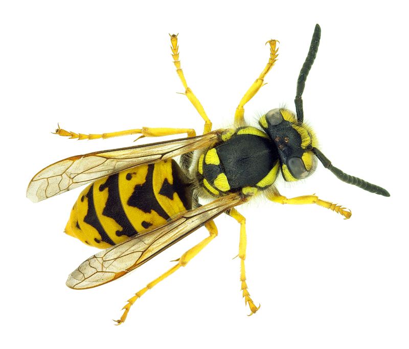 Stinging Insects Pest Control