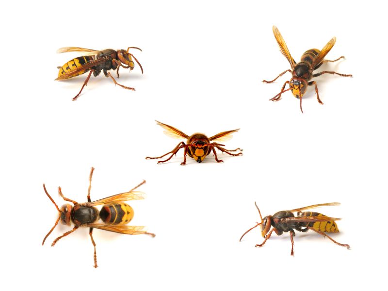 Stinging Insects Pest Control