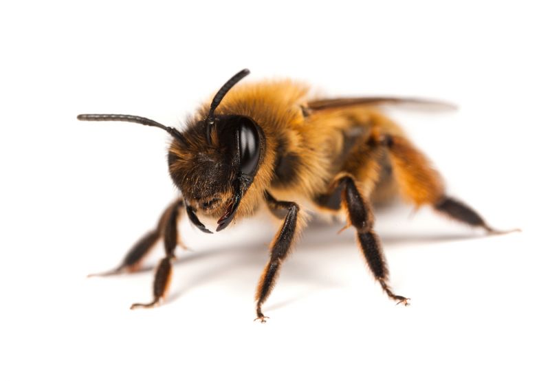 Stinging Insects Pest Control
