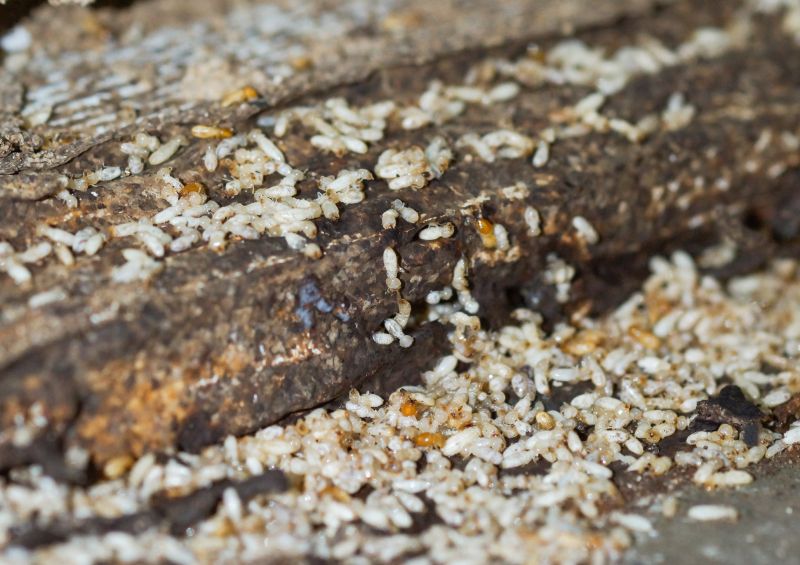 Termite Extermination