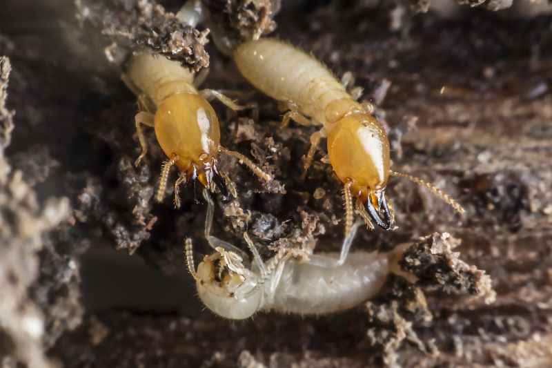 Termite Extermination