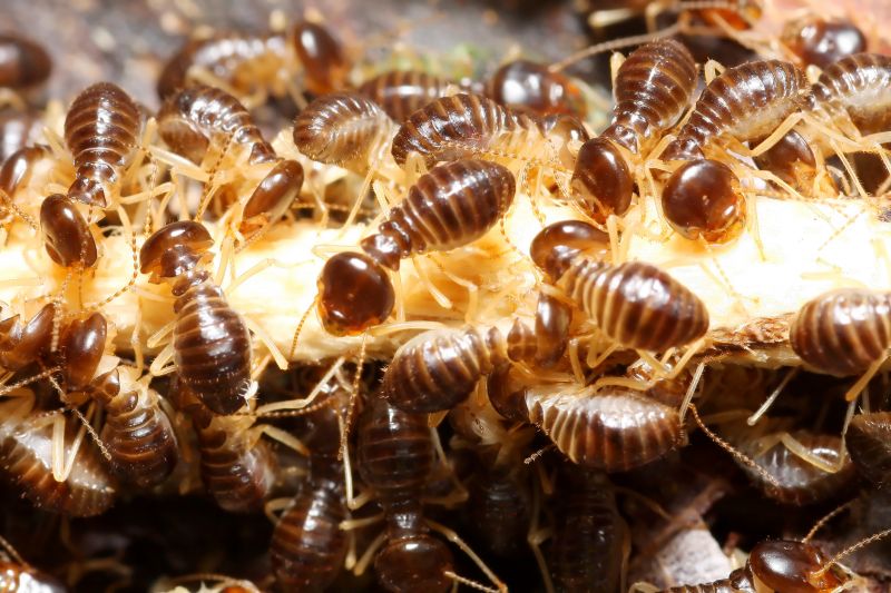 Termite Extermination