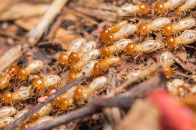 Termite Extermination