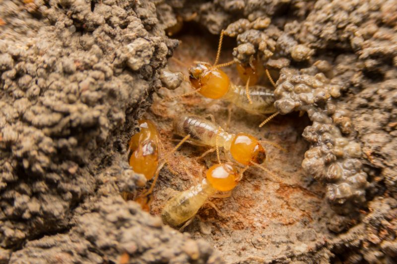 Termite Pest Control