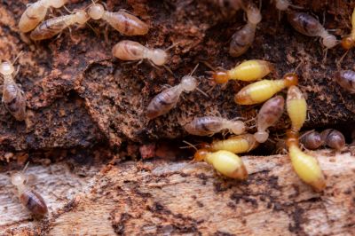 Termite Pest Control