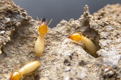 Termite Pest Control