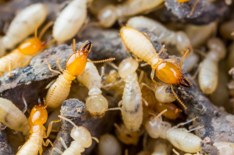 Termite Pest Control