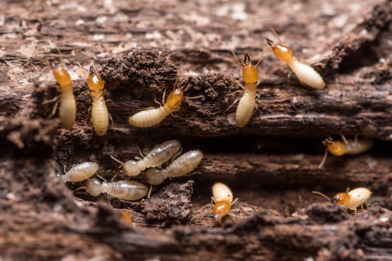 Termite Pest Control