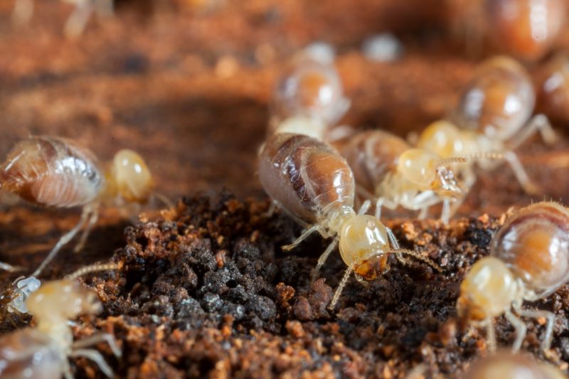 Termite Pest Control