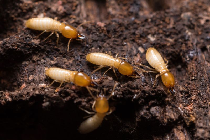 Termite Pest Control