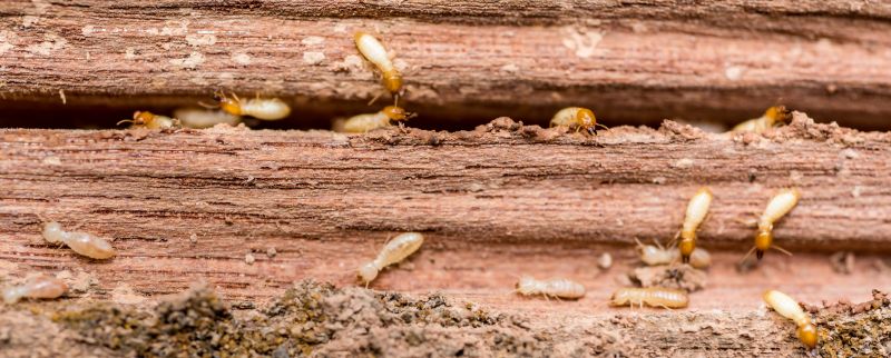 Termite Pest Control
