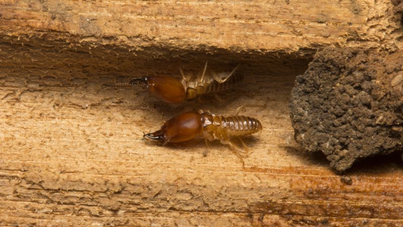 Termite Pest Control