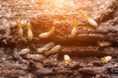 Termite Pest Control