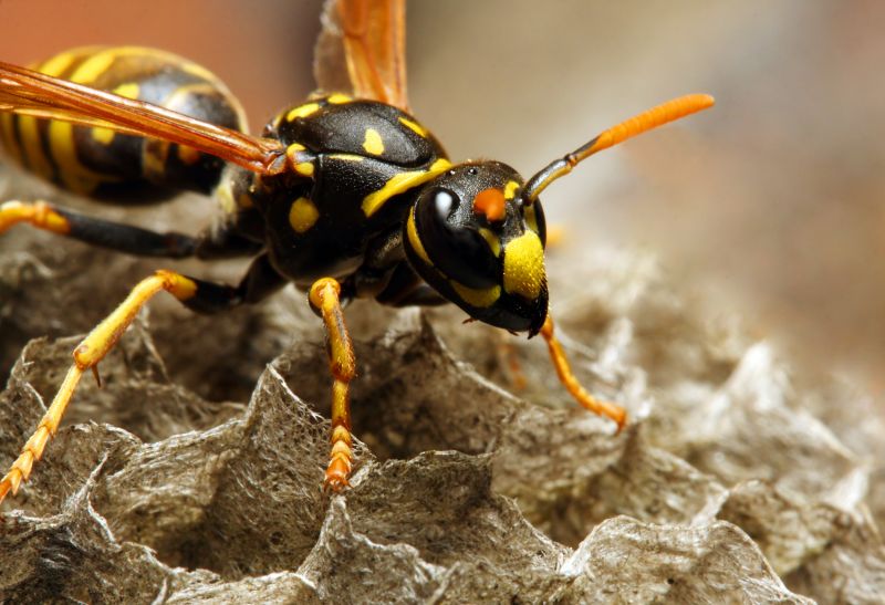 Wasp Pest Control