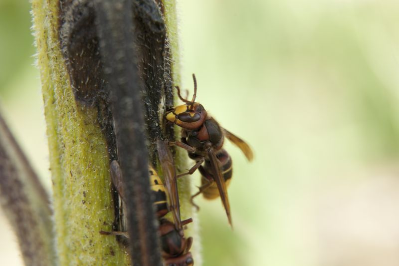Wasp Pest Control