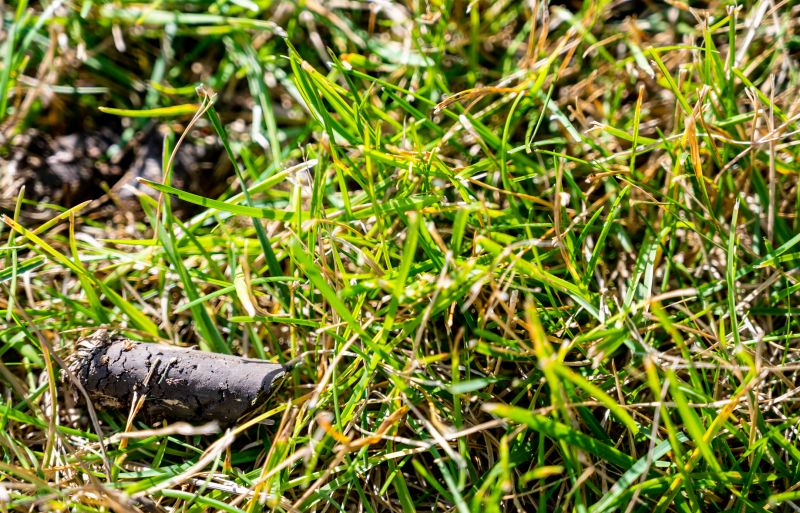 When To Aerate Your Lawn
