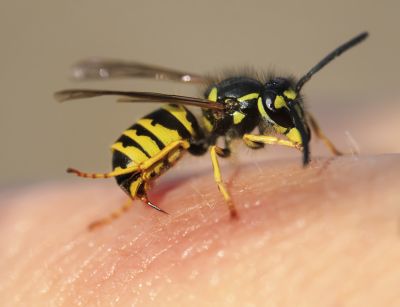 Yellow Jacket Control In Jacksonville
