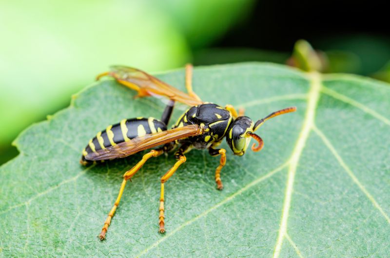 Yellow Jacket Pest Control