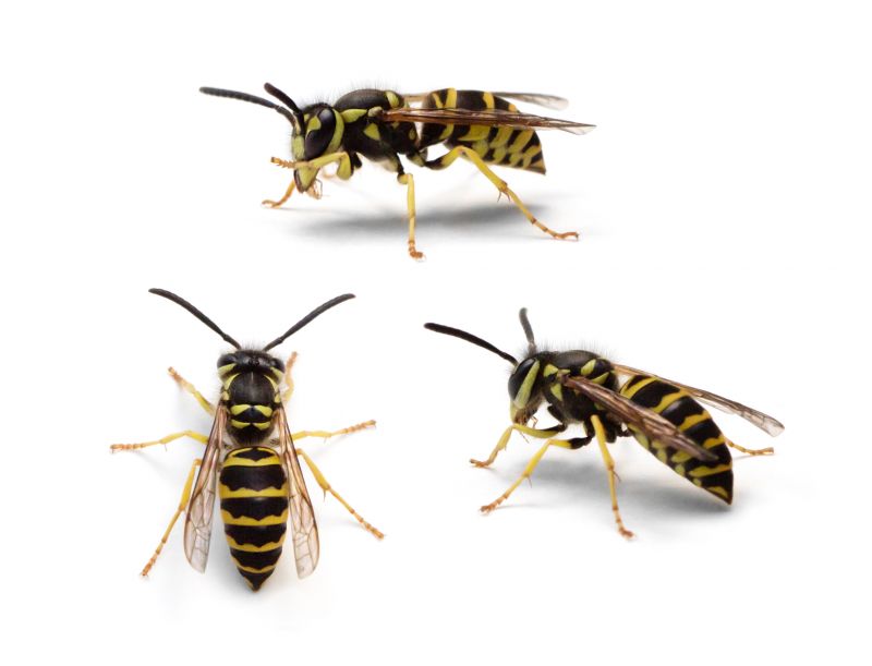 Yellow Jacket Pest Control