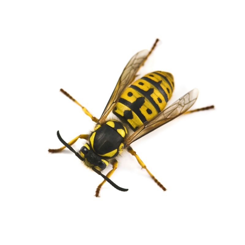 Yellow Jacket Pest Control