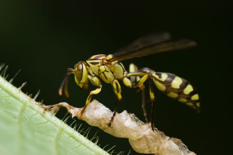 Yellow Jacket Pest Control