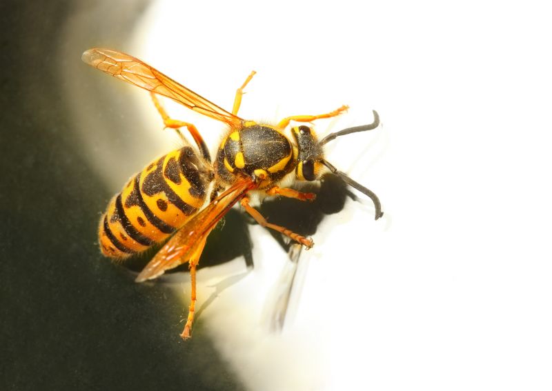Yellow Jacket Pest Control