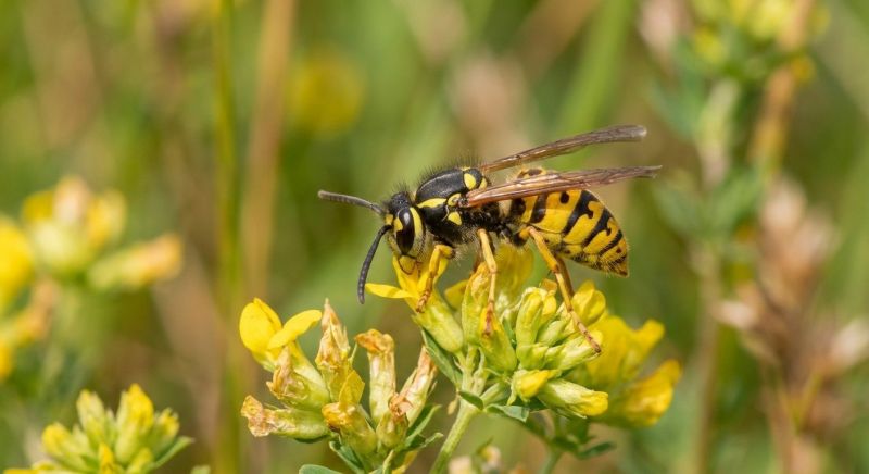 Yellow Jacket Pest Control