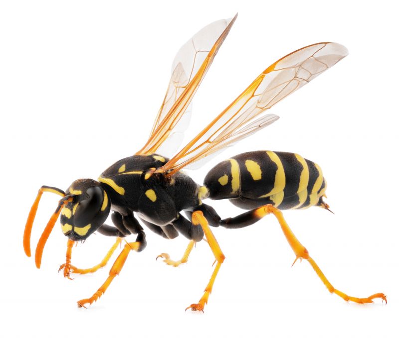 Yellow Jacket Pest Control