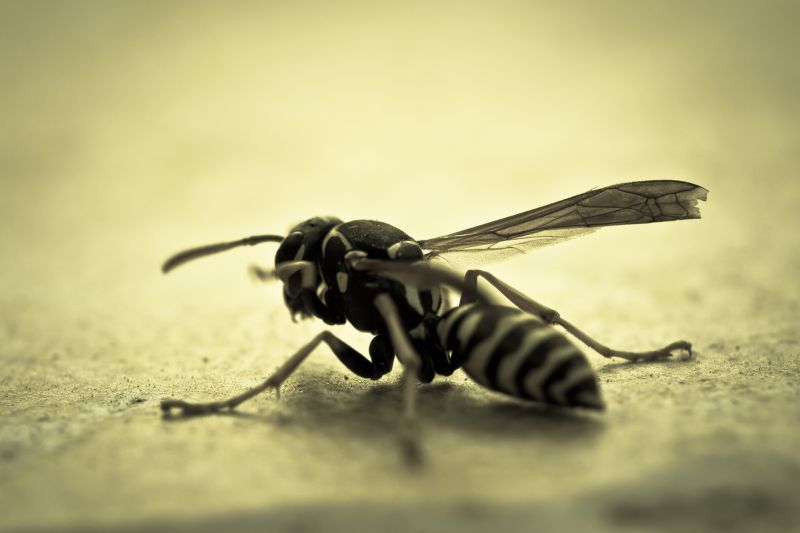 Yellow Jacket Pest Control