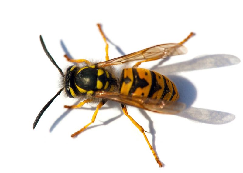 Yellow Jacket Pest Control